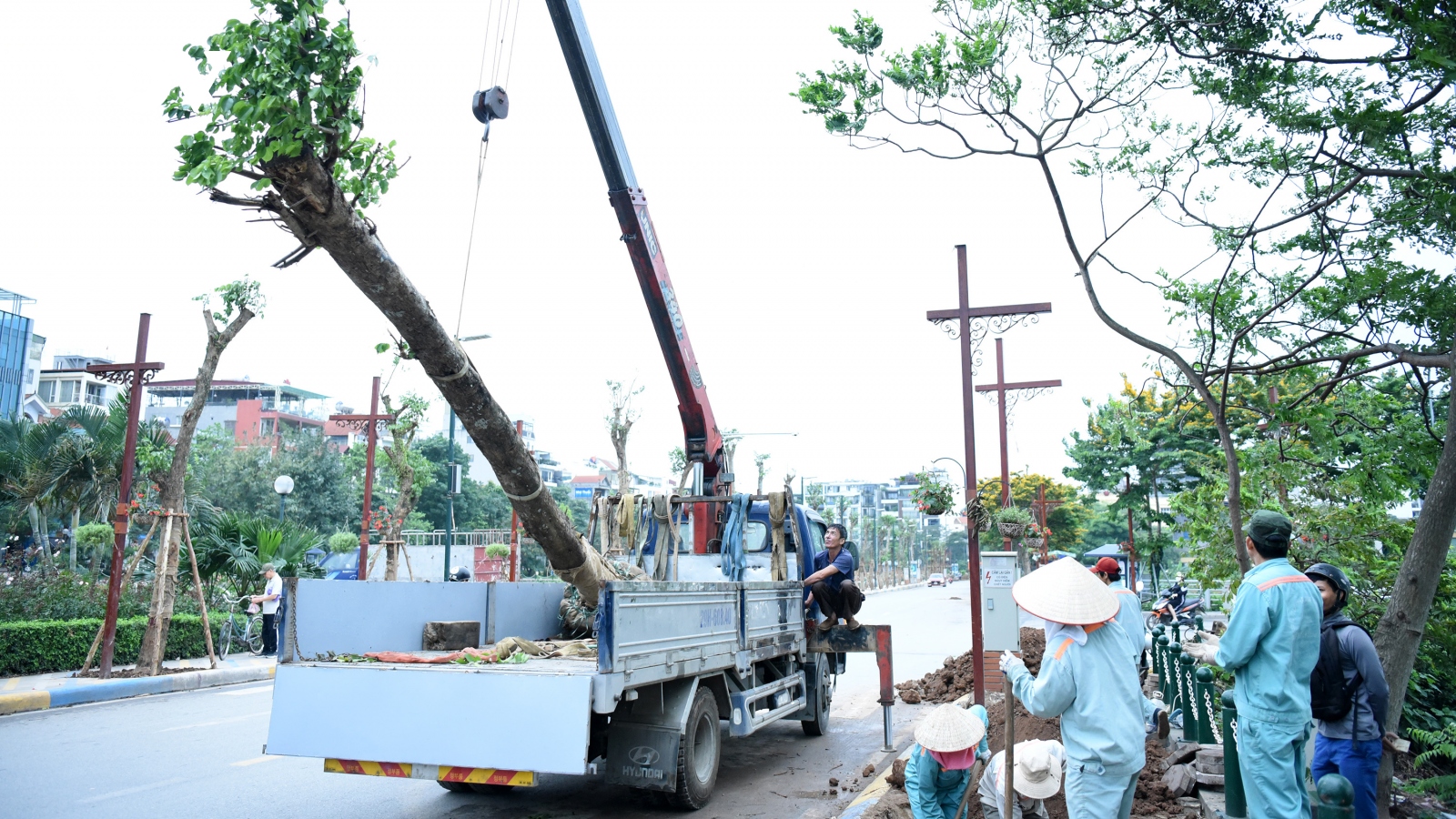 Loạt cây giáng hương tạo diện mạo mới trên tuyến phố đi bộ Trịnh Công Sơn